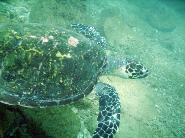 Tortugas marinas